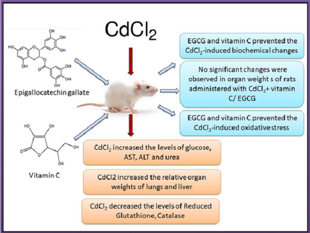 Effect of Epigallocatechin Gallate on Cadmium Chloride-induced Oxidative Stress in Female Sprague Dawley Rats