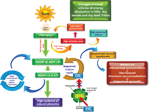 In well water status the absorbed the large amounts of energy have to be dissipated via CO2 fixation and less energy used for xanthophylls cycle for phenolics (secondary metabolites) synthesis