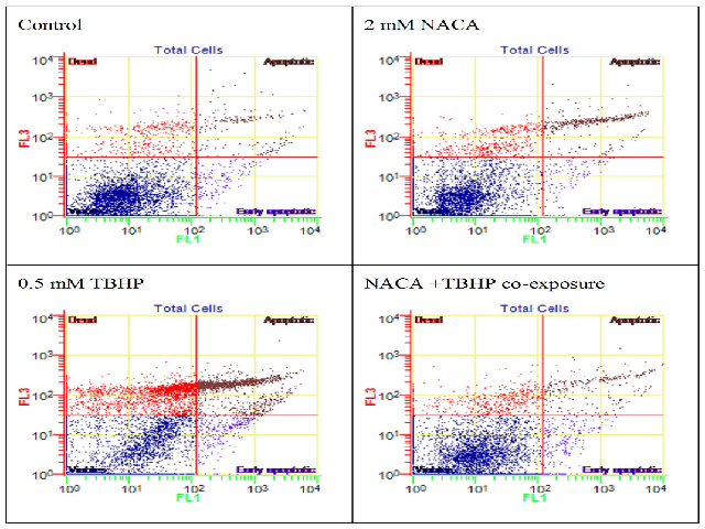 Flow cytometry analysis of apoptotic cells following the modified (co-exposure) protocol with NACA and TBHP. The dot plots show twoparameter analysis of fluorescence intensity of annexin-V FITC (FL1) and 7-AAD (FL3)