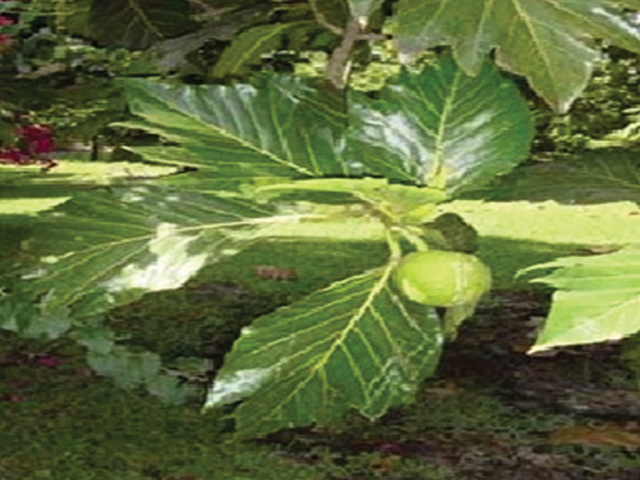 Artocarpus altilis (Parkinson) Fosberg leaves