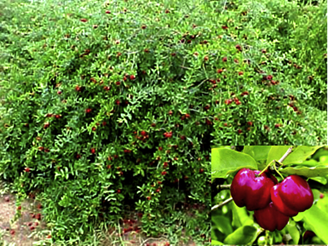 Fruits of acerola (Malpighia emarginata DC).