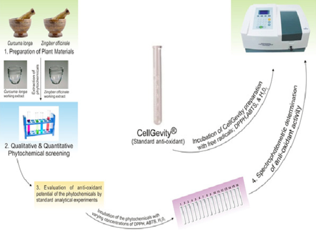 Phytochemical Profile and Comparative Anti-radical Scavenging Activities of n-Hexane Extracts of Indigenous Zingiber officinale and Curcuma longa