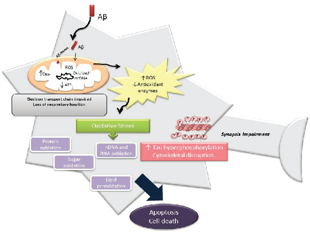 Rendition of the central role of mitochondria in ROS production in AD causing oxidative stress