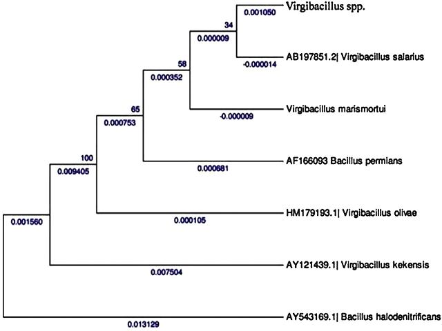 Phylogenetic tree of the strain CSD-5 associated with the margin sponge Callyspongia diffusa.