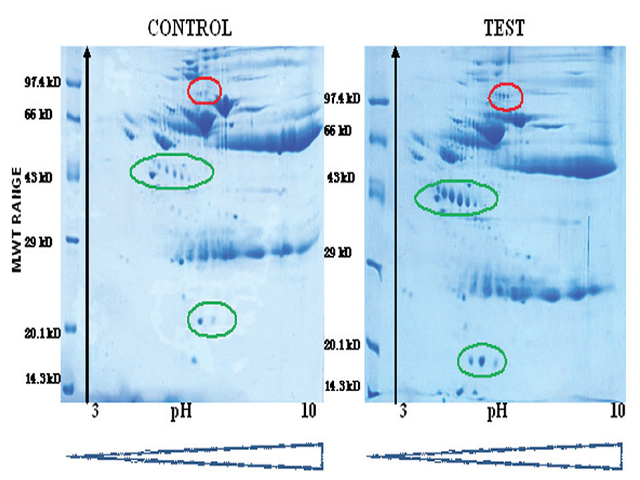 Comparison of the 2D gel electrophoresis of serum proteins of normal subjects (Control) and chronic pancreatitis patients (Test) in 12% SDS-PAGE (second dimension) in which 350 μg of protein was loaded into IEF. The figure is the representative of 5 individual experiments conducted by using pooled serum samples.