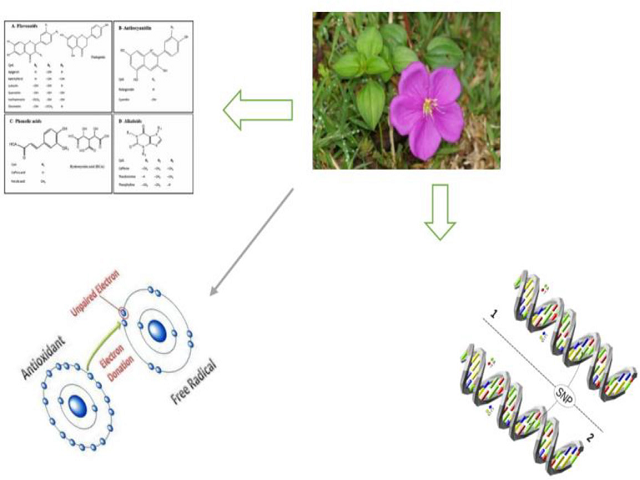 Total Phenolic, Flavonoid and Alkaloid Contents, Oxidative DNA Damage Protective and Antioxidant Properties of Methanol and Aqueous Extracts of Dissotis rotundifolia Whole Plant