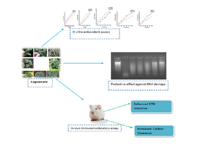 Evaluation of Antioxidant and Immunomodulatory Potential of Methanolic Extract of Juniperus squamata Buch.-Ham. ex D.Don