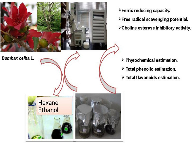 Antioxidant and Choline Esterase Inhibitory Activity of Phenolic Rich Extracts from Bombax ceiba L. Flowers