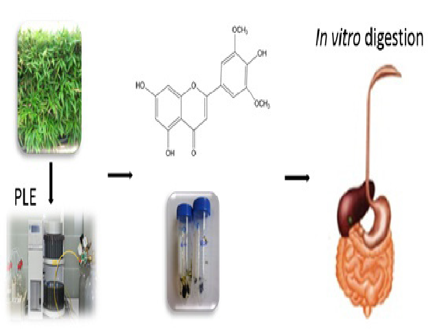 Graphical Abstract