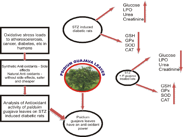 Graphical Abstract