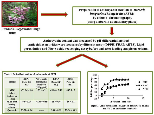 Anthocyanin Isolation from Berberis integerrima Bunge Fruits and Determination of their Antioxidant Activity