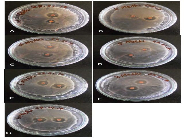 Zone of inhibition of T. foenum-graecum essential oil against (A) B. subtilis (B) S. lutea (C) X. campestris, (D) K. pneumoniae, (E) E. coli, (F) P. denitrificans and (G) P. vulgaris