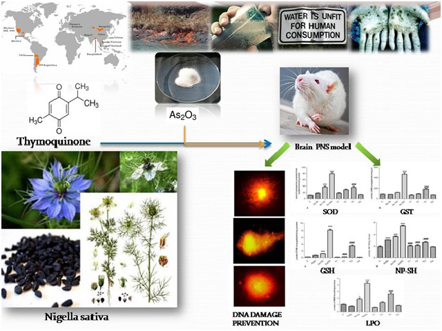 Graphical Abstract