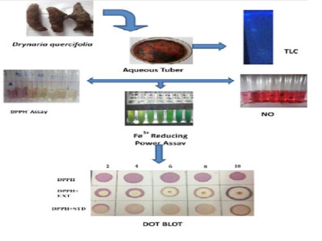 Antioxidant Activities and Thin Layer Chromatographic Analysis of Aqueous Extract of Tubers of Drynaria quercifolia (L).J.Sm