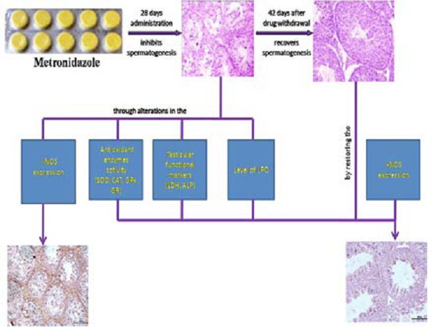 Testicular Oxidative Stress and Inducible Nitric Oxide Synthase Expression following Metronidazole Administration in the Laboratory Mouse