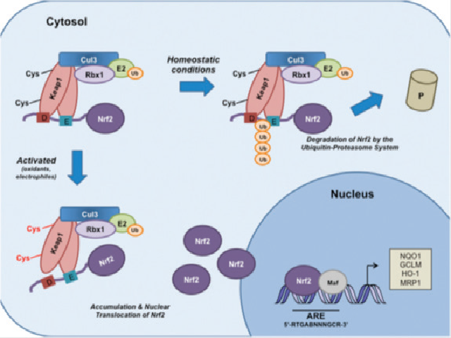 (Schematic model of the Nrf2–Keap1 signaling pathway