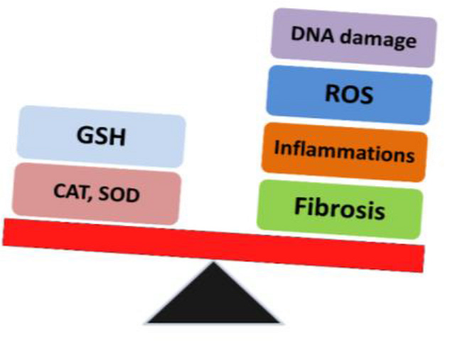 Radiation mediated redox and inflammatory imbalance.