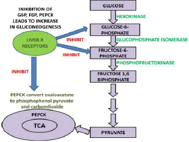 Rate Limiting Enzymes mediated by Liver X Receptors.