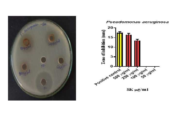 Effect of G. cambogia against Pseudomonas aeruginosa.