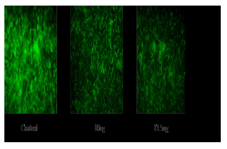 Silver Nanoparticles (AgNPs) induce Reactive Oxygen Species (ROS) generation in MDA-MB-231 human breast cancer cells. Relative fluorescence of 2′,7′-dichlorofluorescein was measured.