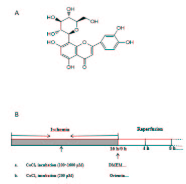 (A) Chemical structure of orientin. (B) Diagrammatic sketch of the experimental design. (A) CoCl2 induction of hypoxic injury in BV-2 MICROGLIAL cells; (B) Protective effect of orientin on BV-2 MICROGLIAL cells after hypoxic reperfusion (HR) injury.