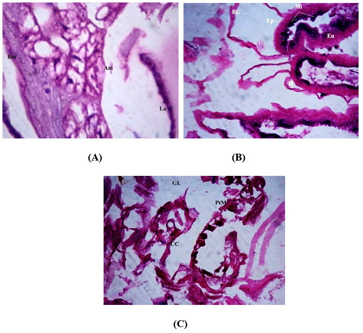 Phase contrast Micrographs of the S. litura kept at melatonin supplementation with 12L:12D (A), 0L:24D (B) and 24L:0D (C) photoperiod.