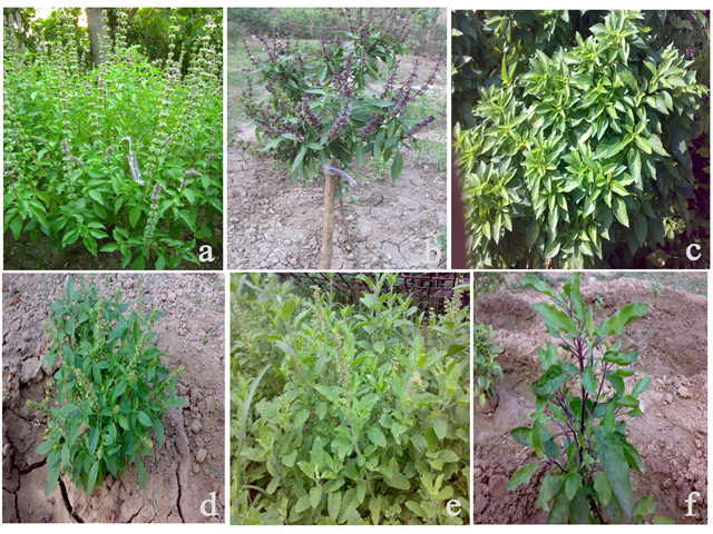 Mother plant of Ocimum basilicum L., Ocimum kilimandscharicum Guerke, Ocimum gratissimum L., Ocimum canum Sims., Ocimum tenuiflorum L. (green type) and Ocimum tenuiflorum L. (Purple type).